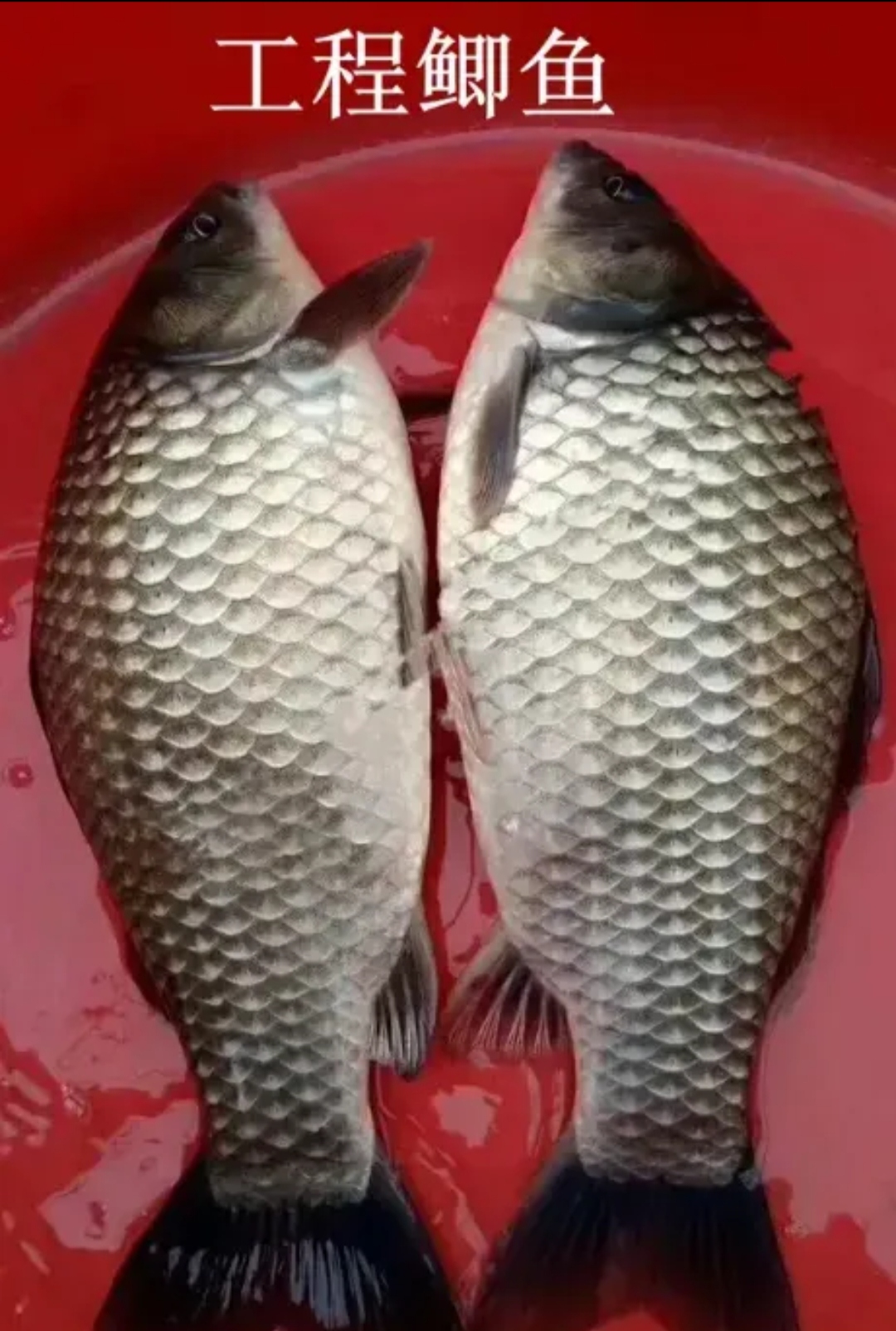 鲤鱼和鲫鱼有什么不同呢
